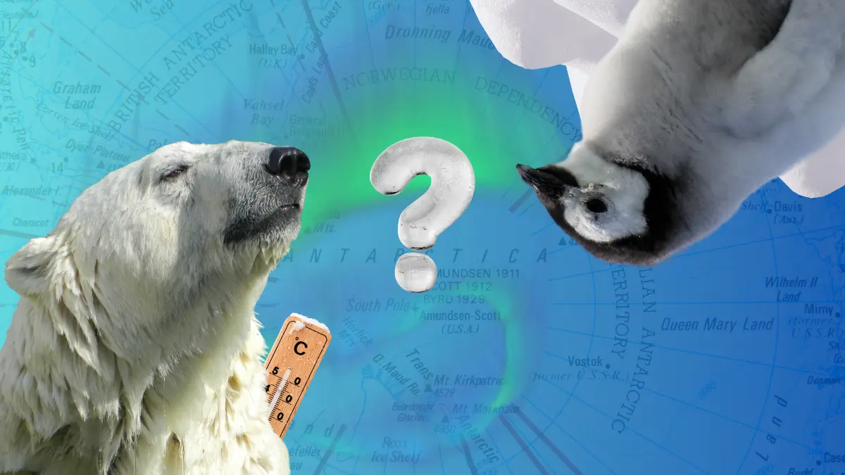 Глупый вопрос: чем Арктика отличается от Антарктики?